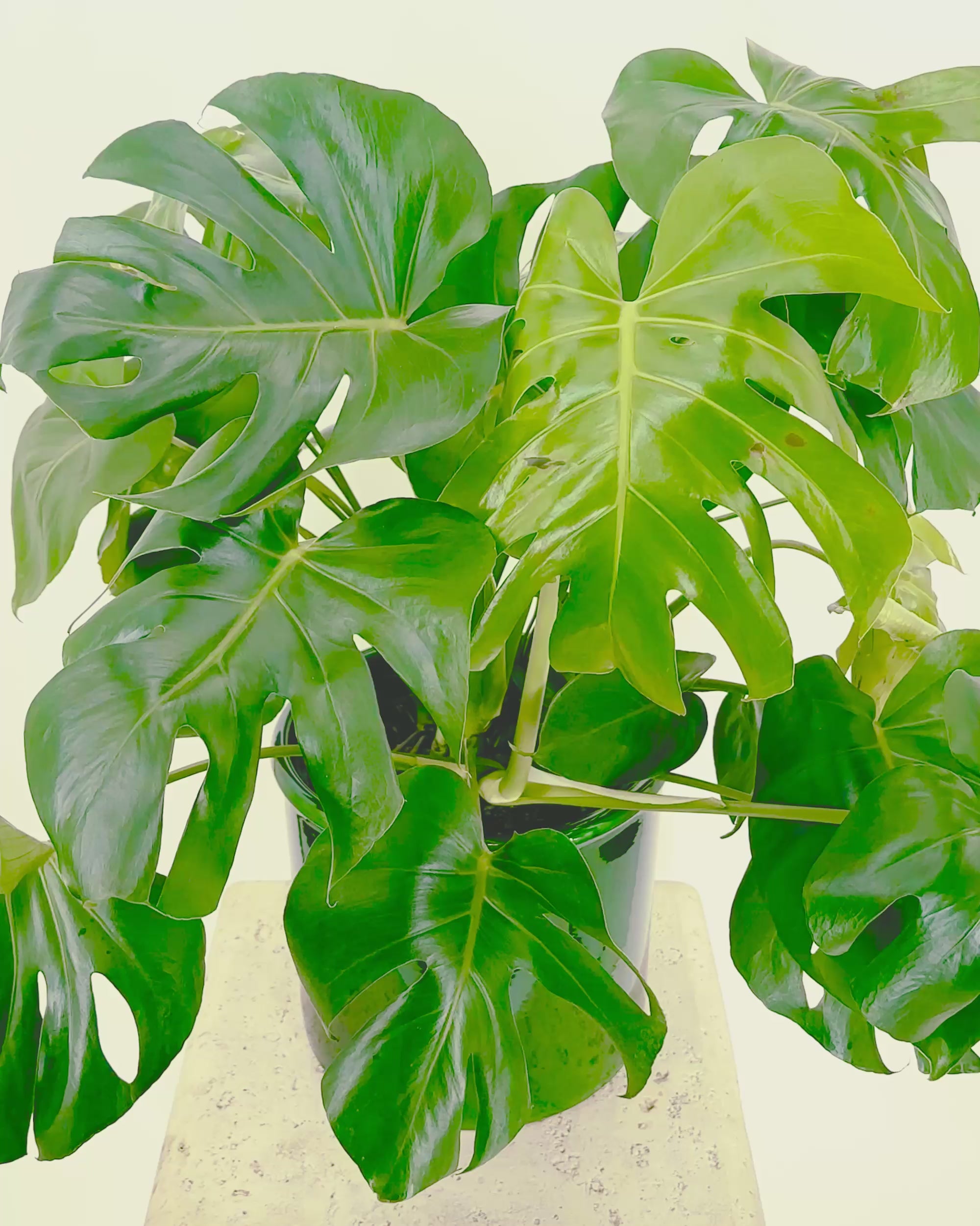 Monstera Deliciosa – Tula House