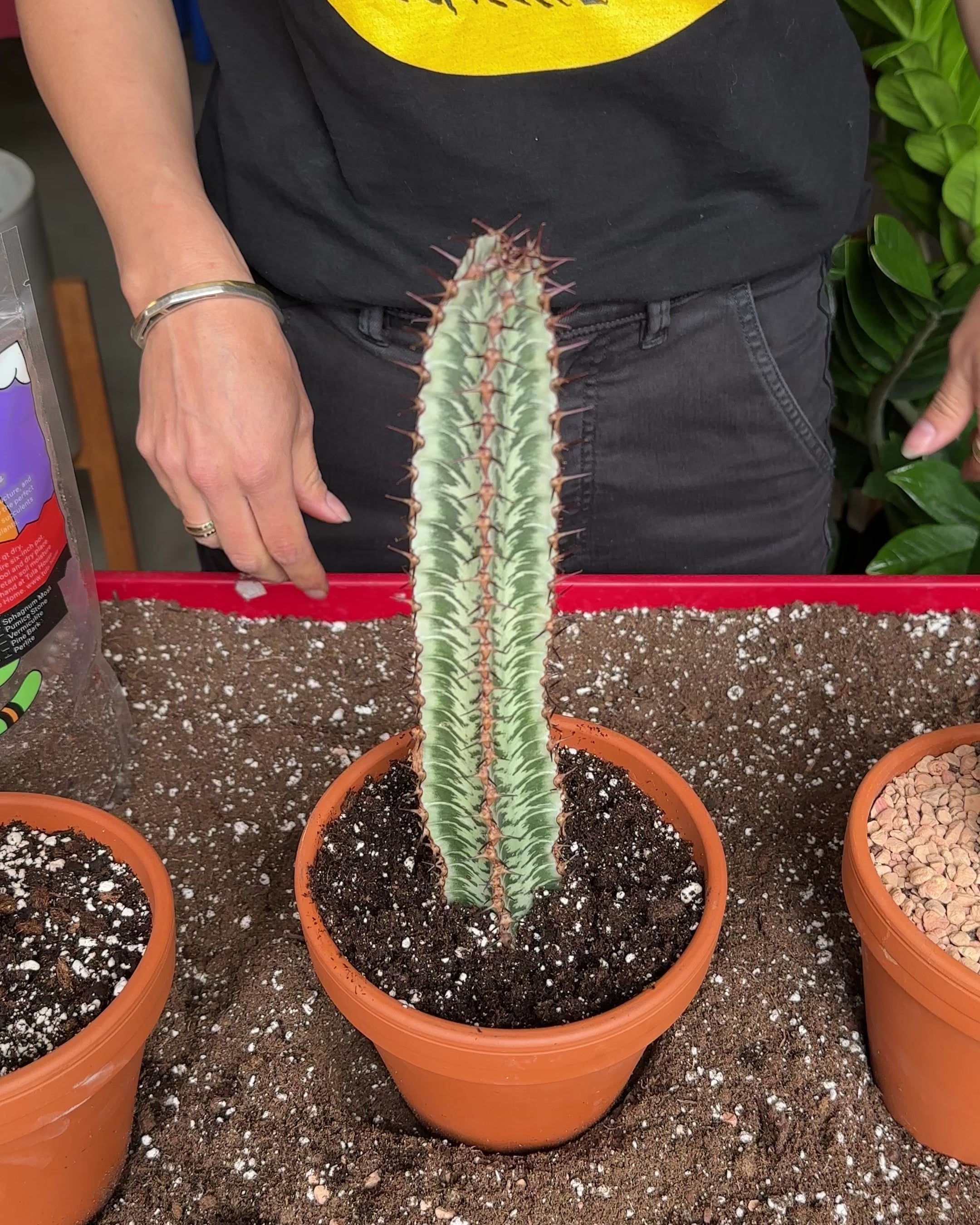 Euphorbia Confinalis ssp. Rhodesia variegata 'Zebra'