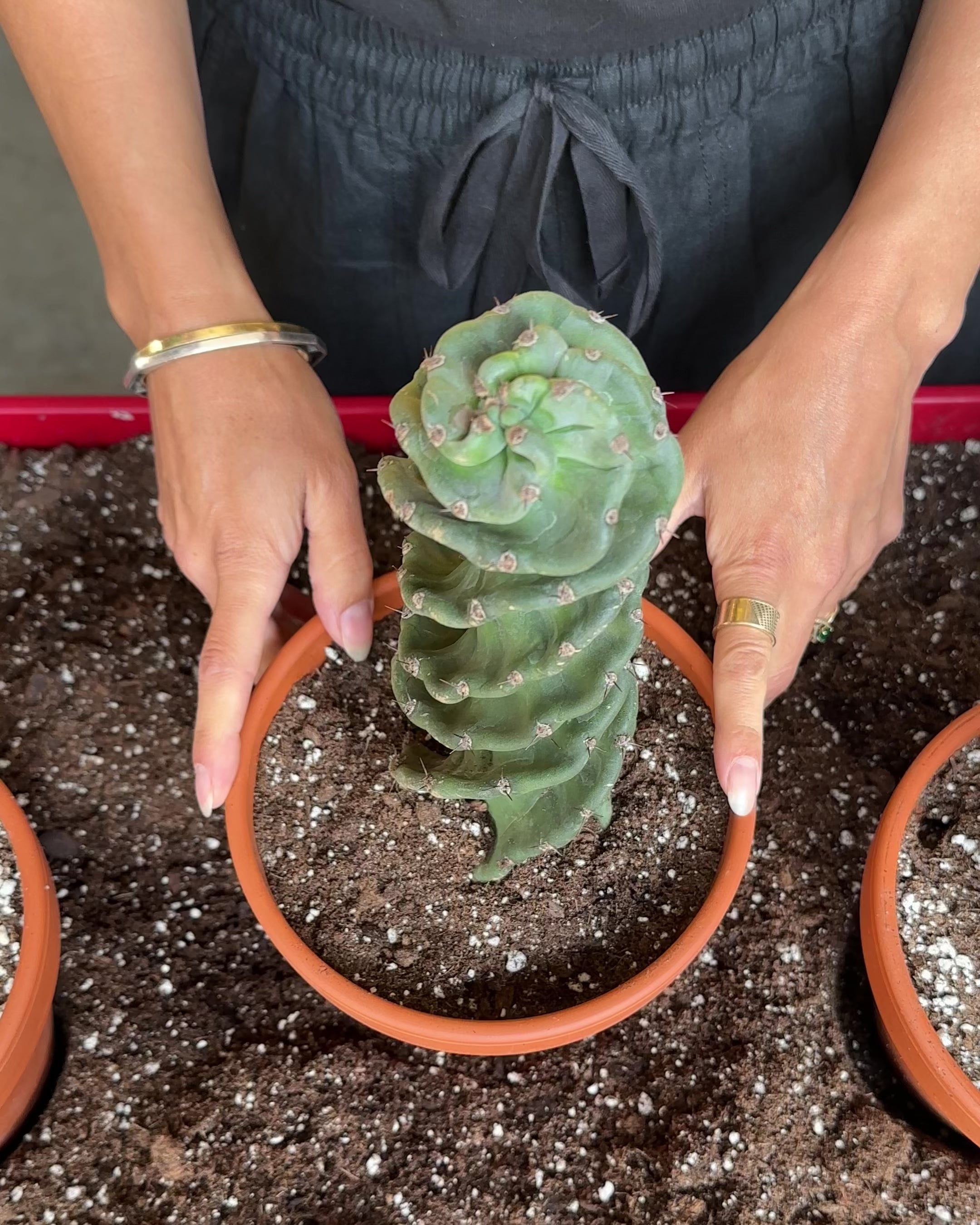Cereus Forbesii 'Spiralis'-2