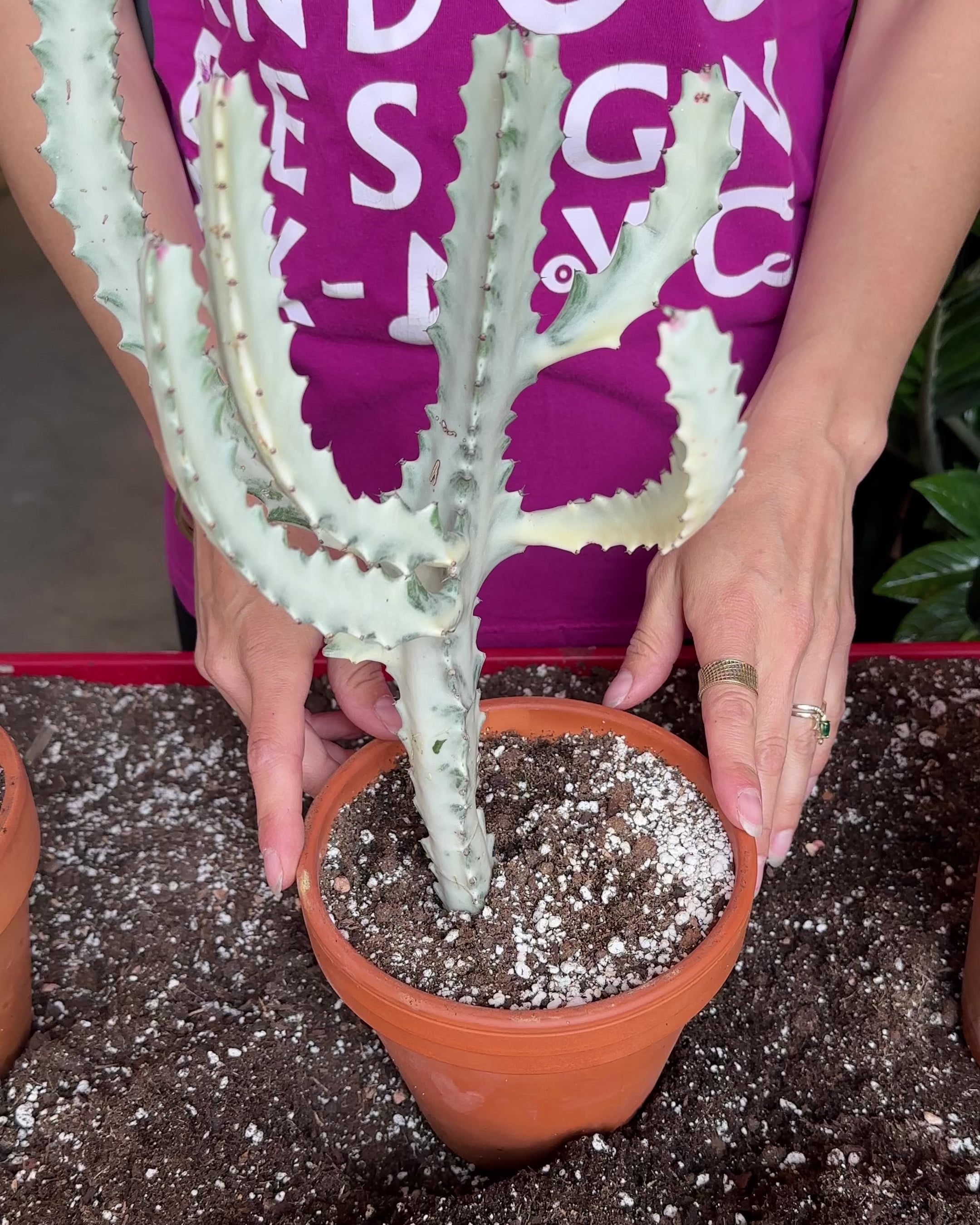 Euphorbia Lactea 'White Ghost'-2