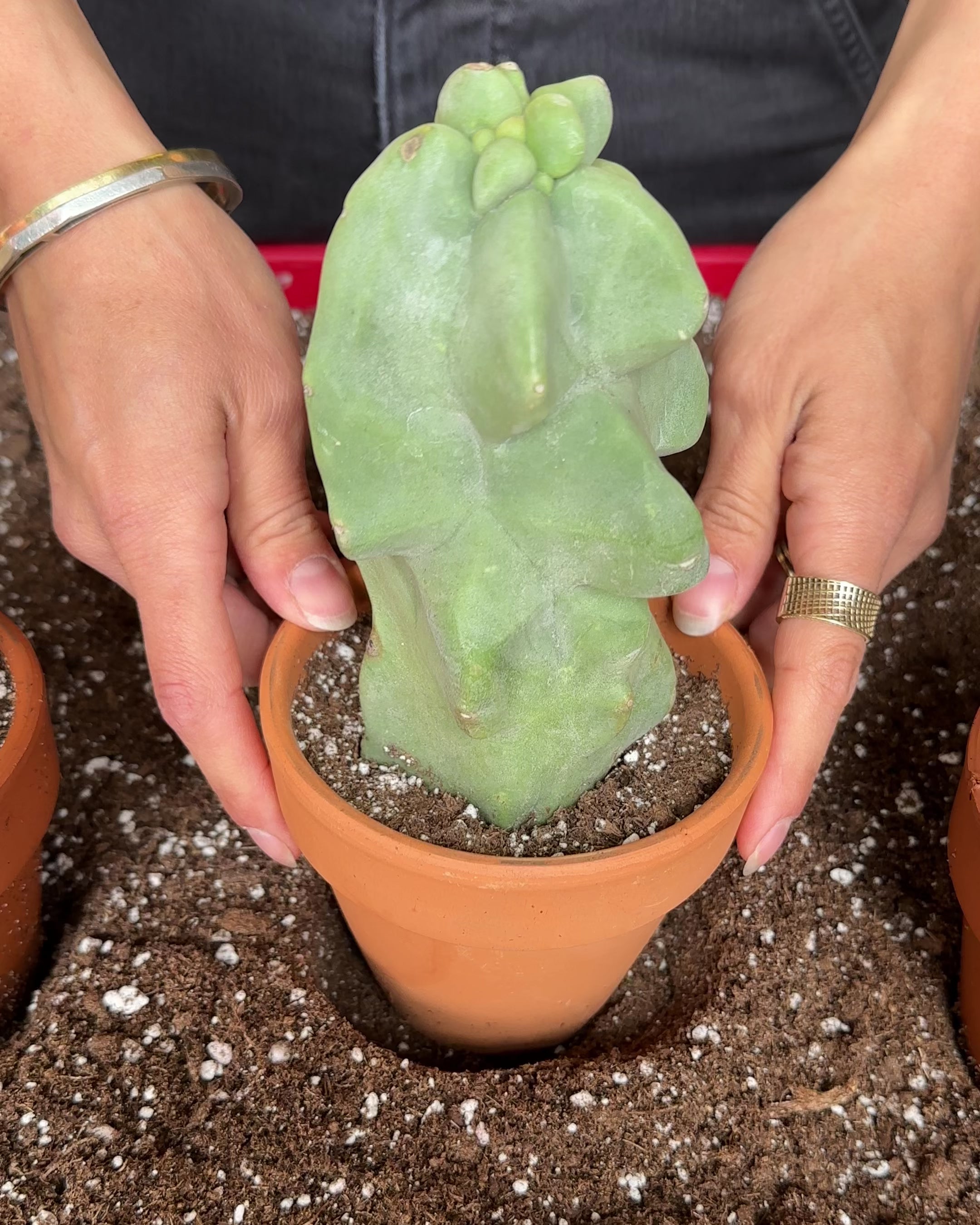 Lophocereus Schottii Monstrose-2