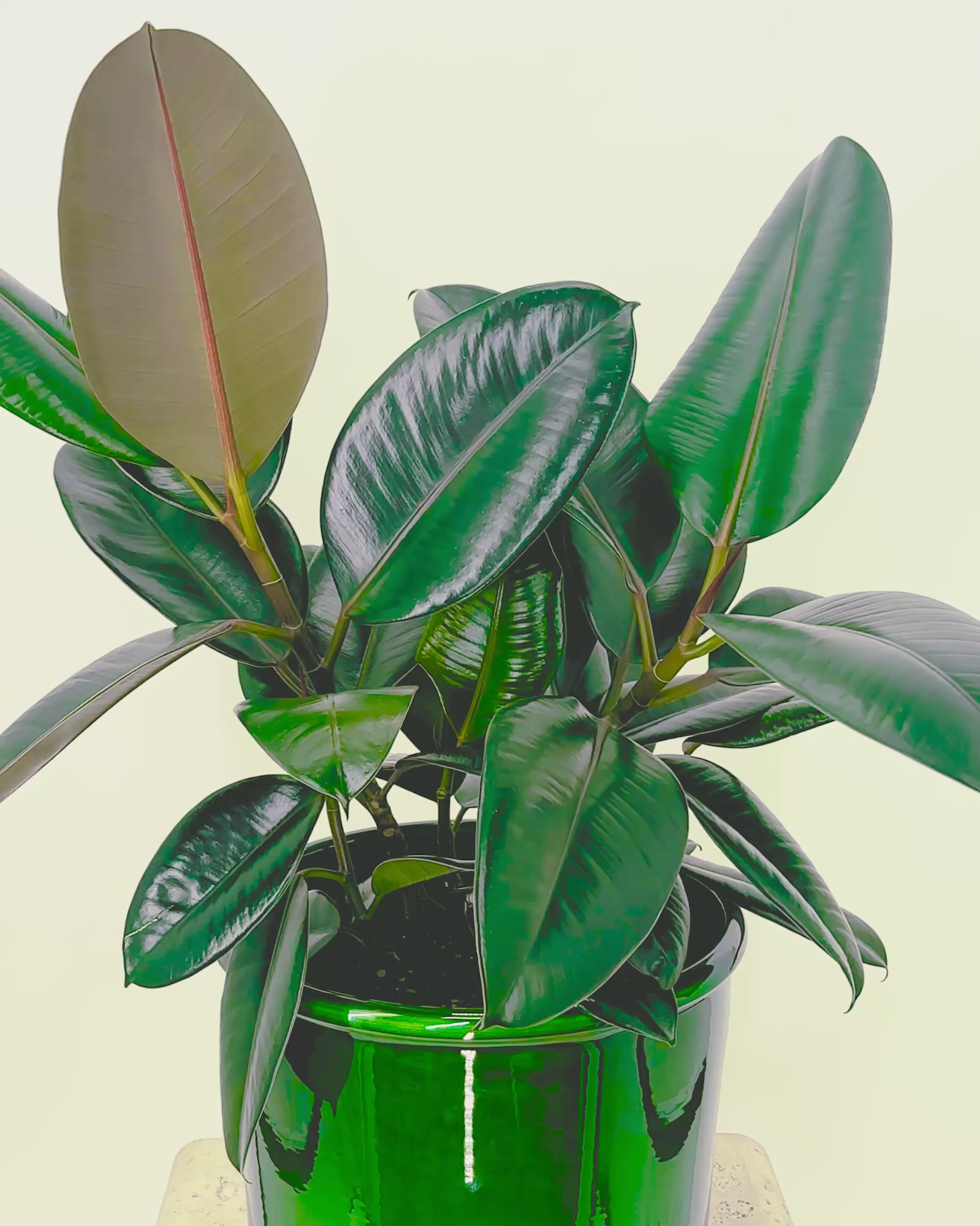 Ficus Elastica