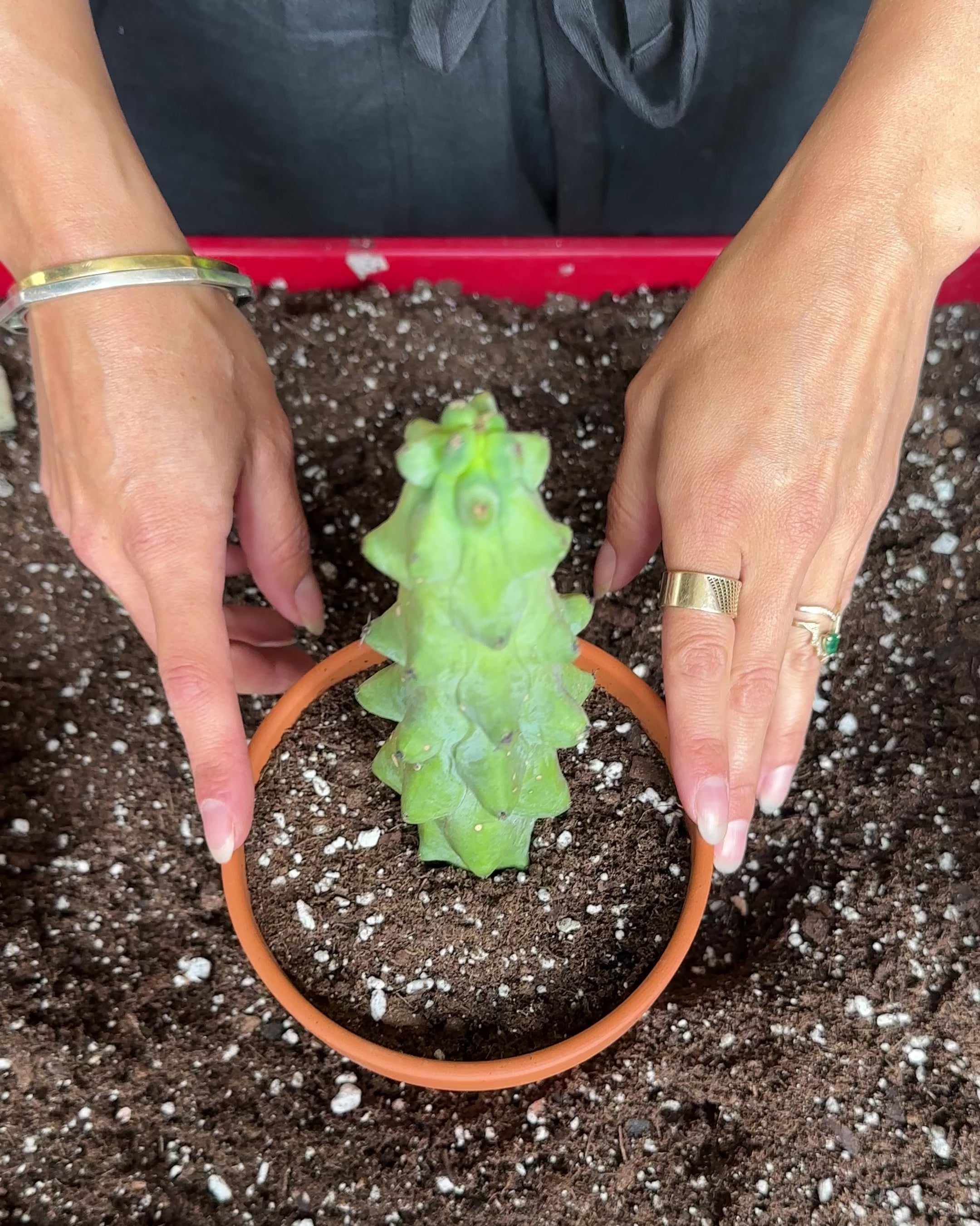 Myrtillocactus Geometrizans 'Fukurokuryuzinboku'-2