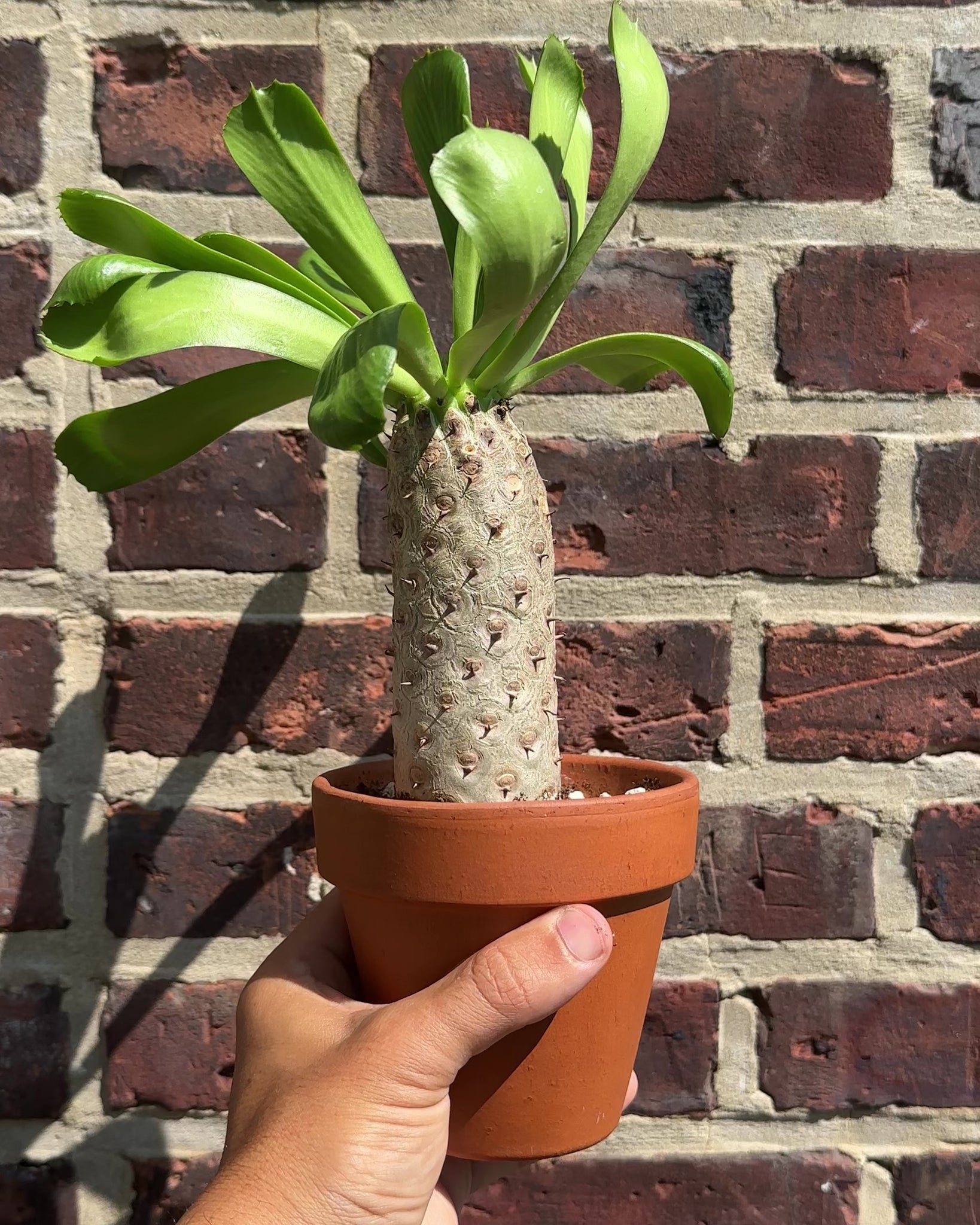 Euphorbia unispina-tula-house