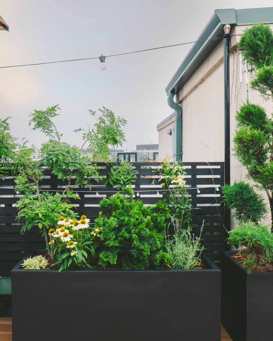 indoor house plants near me Aspidistra Cast Iron Plant | Delivered & Installed main image 1