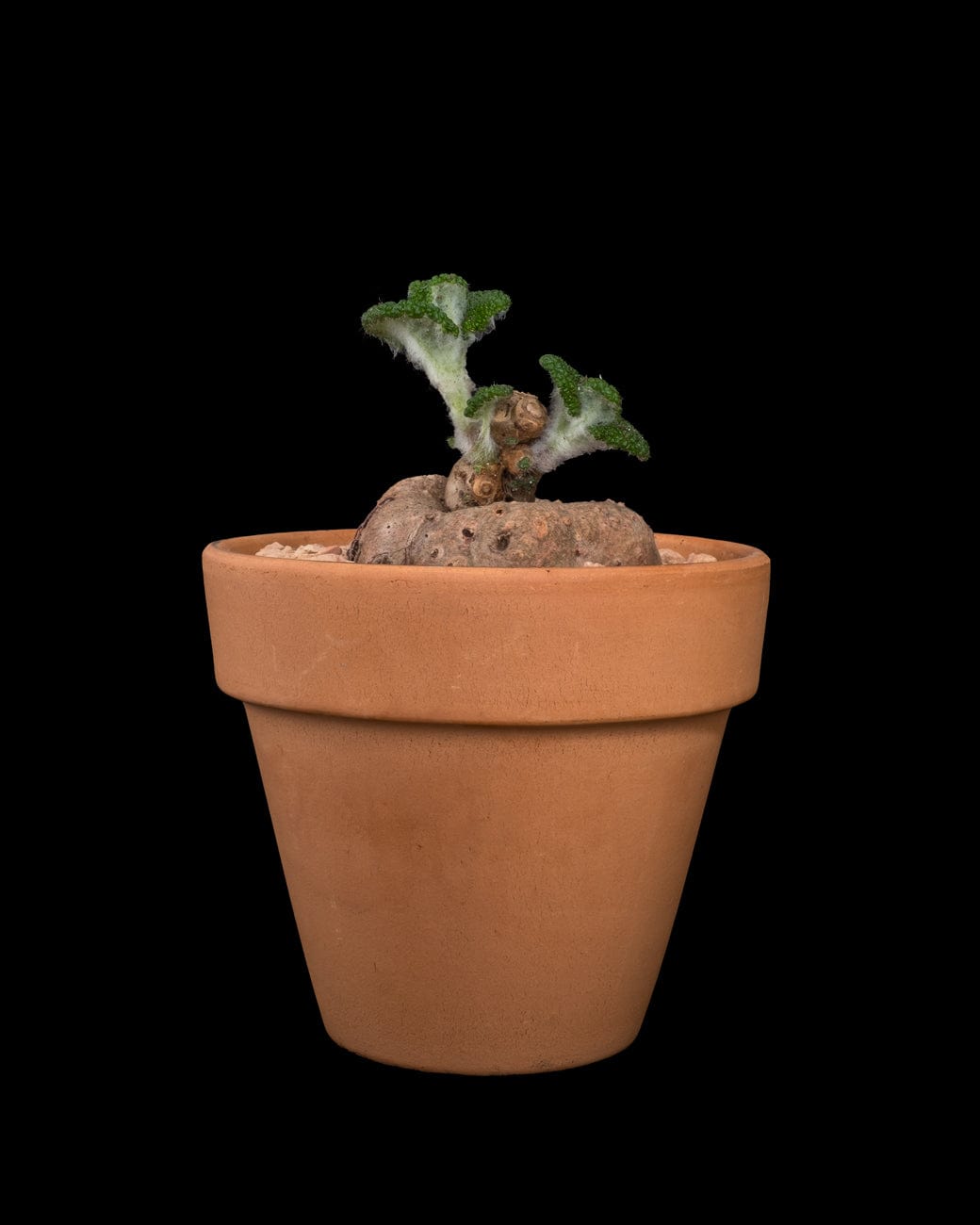 Sinningia Bullata