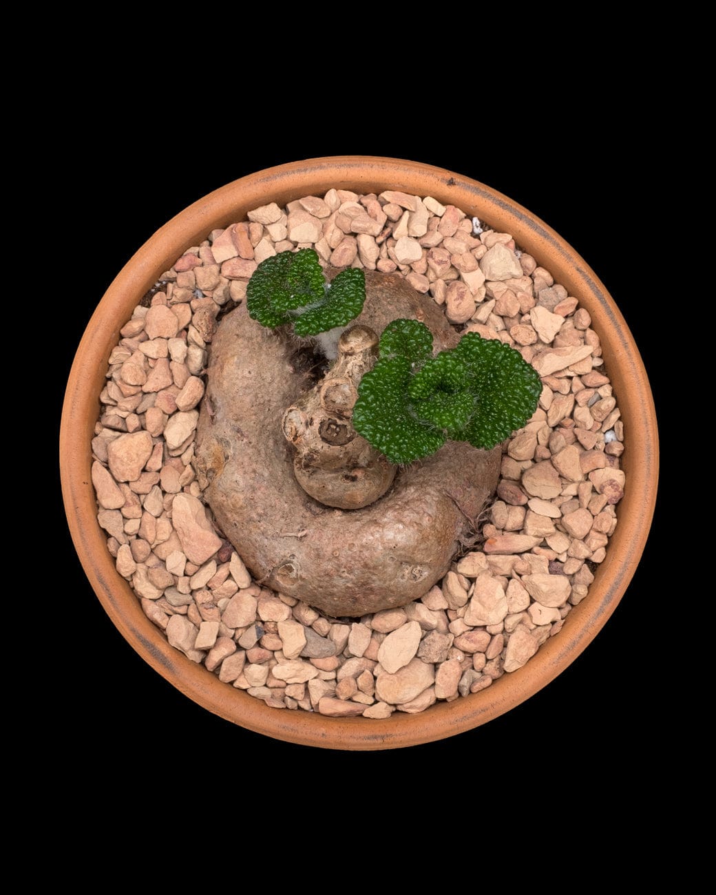 Sinningia Bullata-4