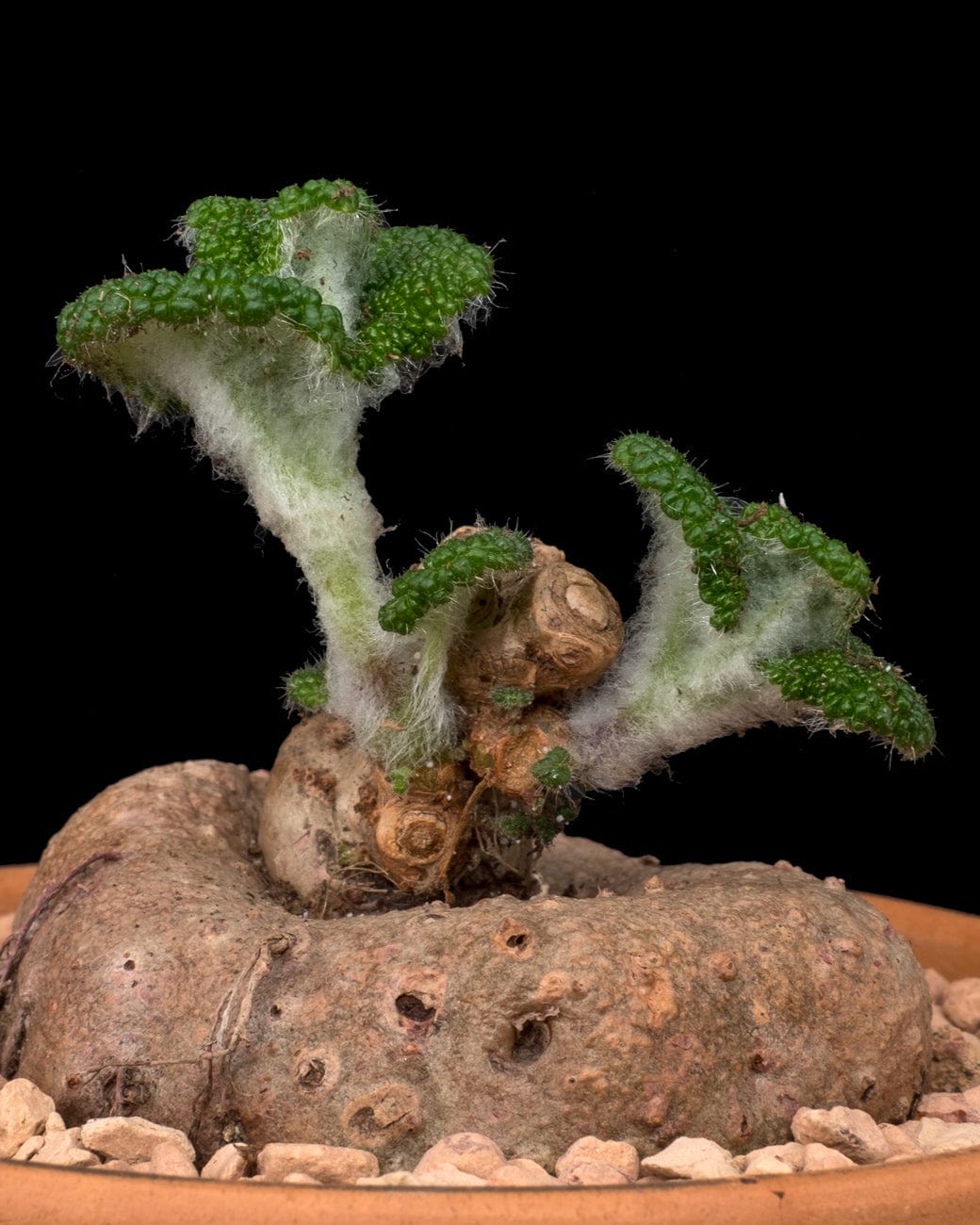 Sinningia Bullata-3