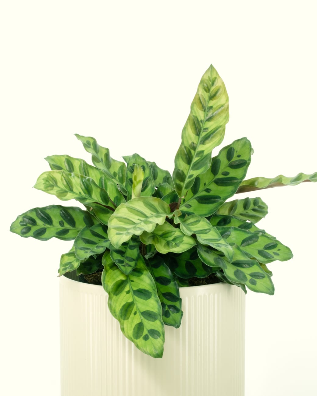 Calathea Lancifolia-3