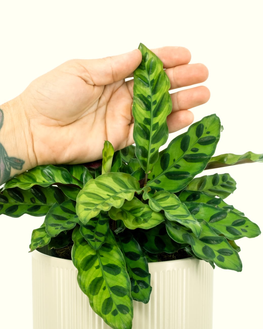 Calathea Lancifolia-4