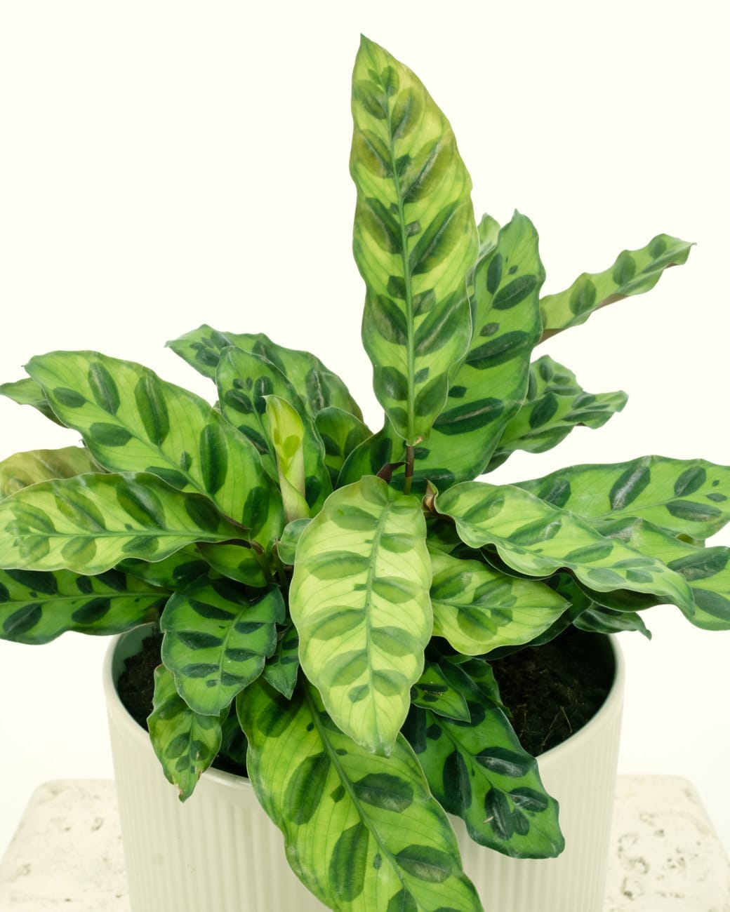 Calathea Lancifolia – Tula House