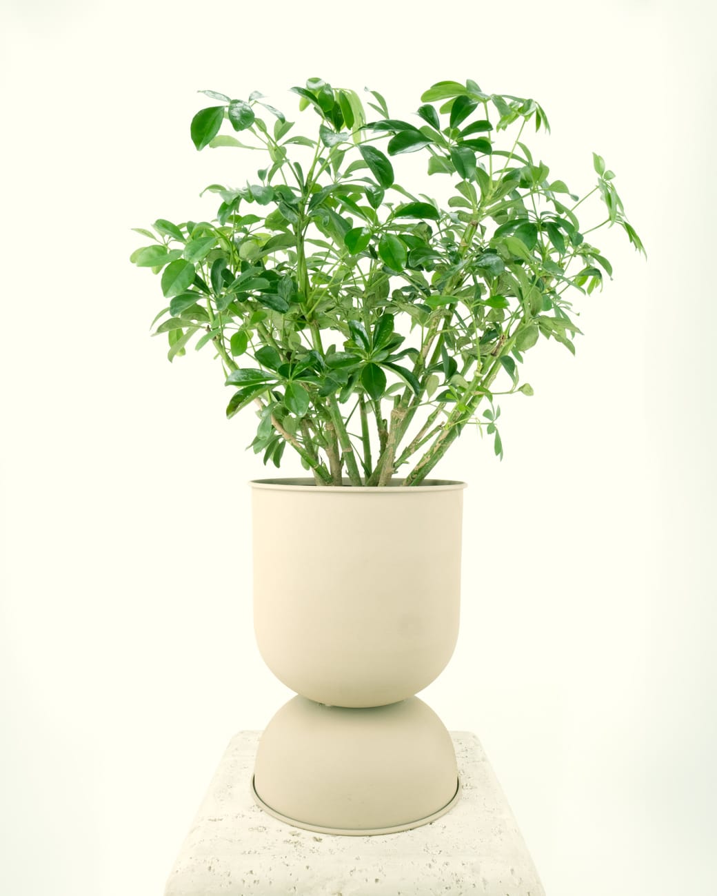 Schefflera Arboricola-4