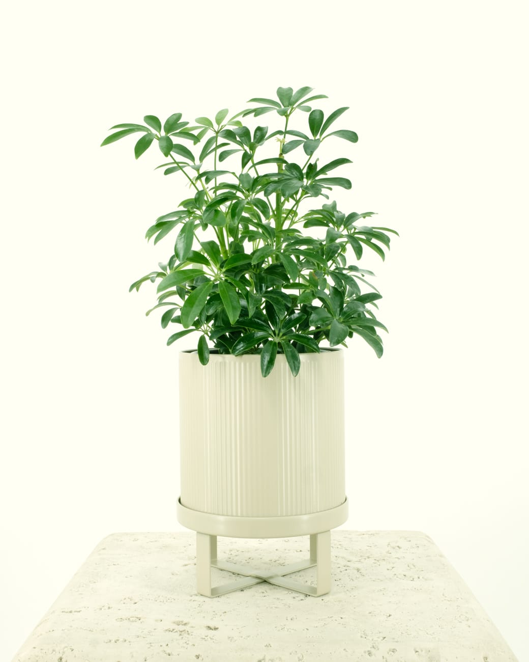 Schefflera Arboricola