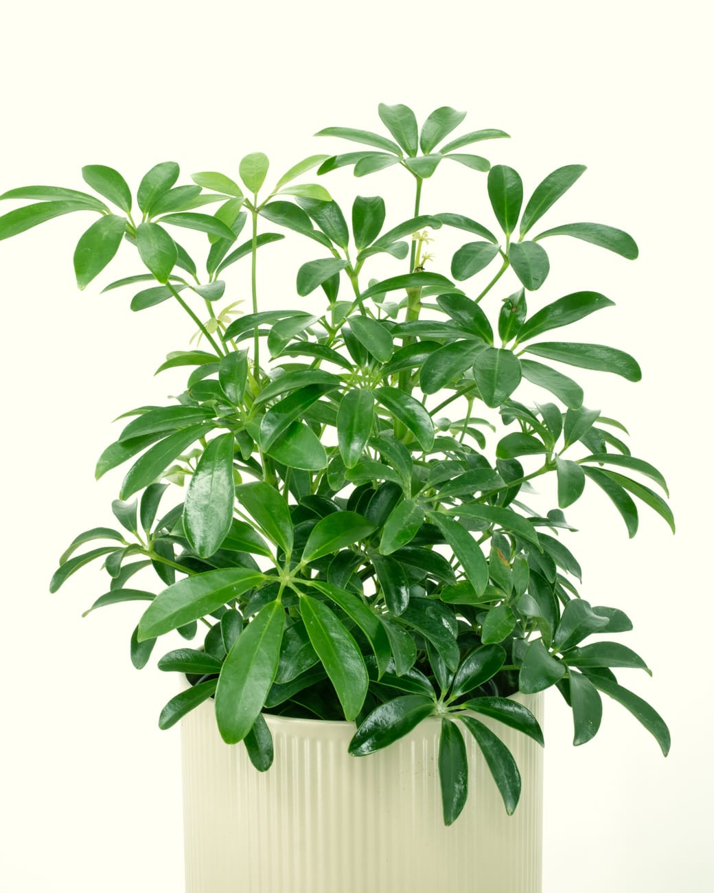 Schefflera Arboricola-3