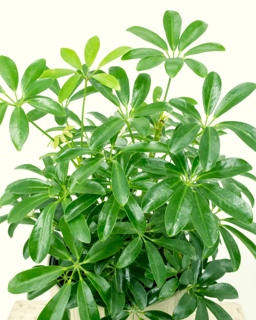 Schefflera Arboricola