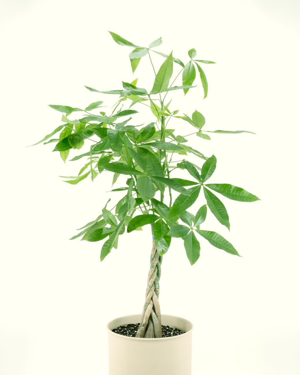 Pachira Aquatica "Money Tree'-3