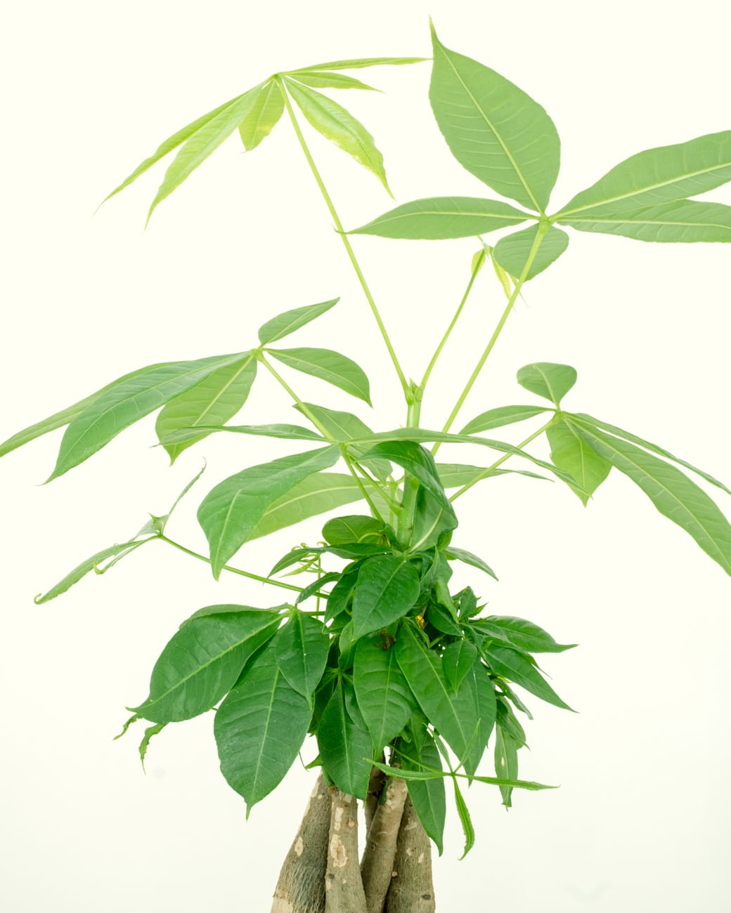 Pachira Aquatica "Money Tree'