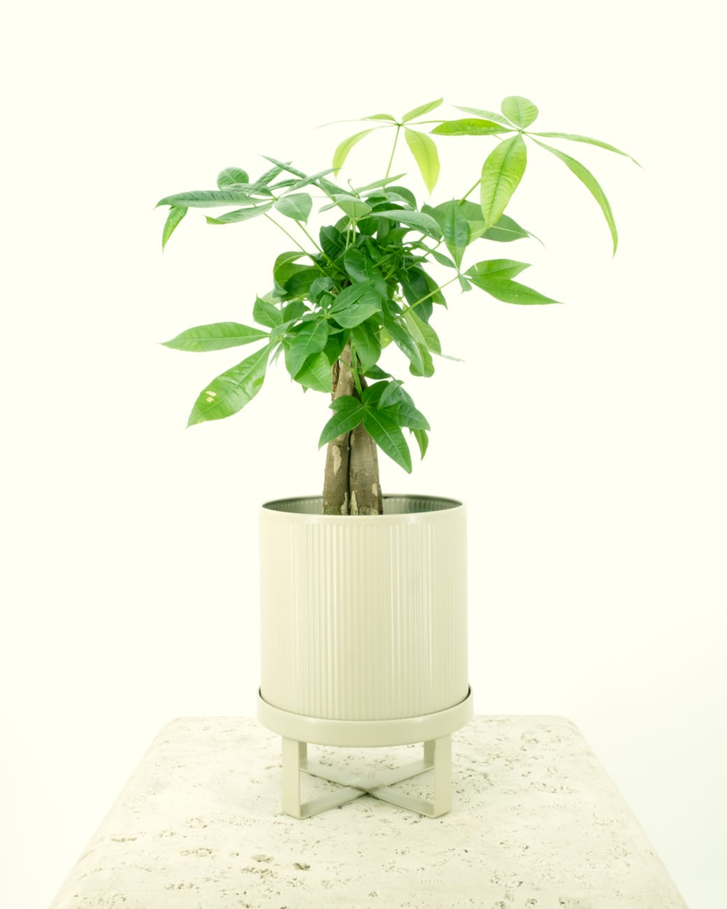 Pachira Aquatica "Money Tree'