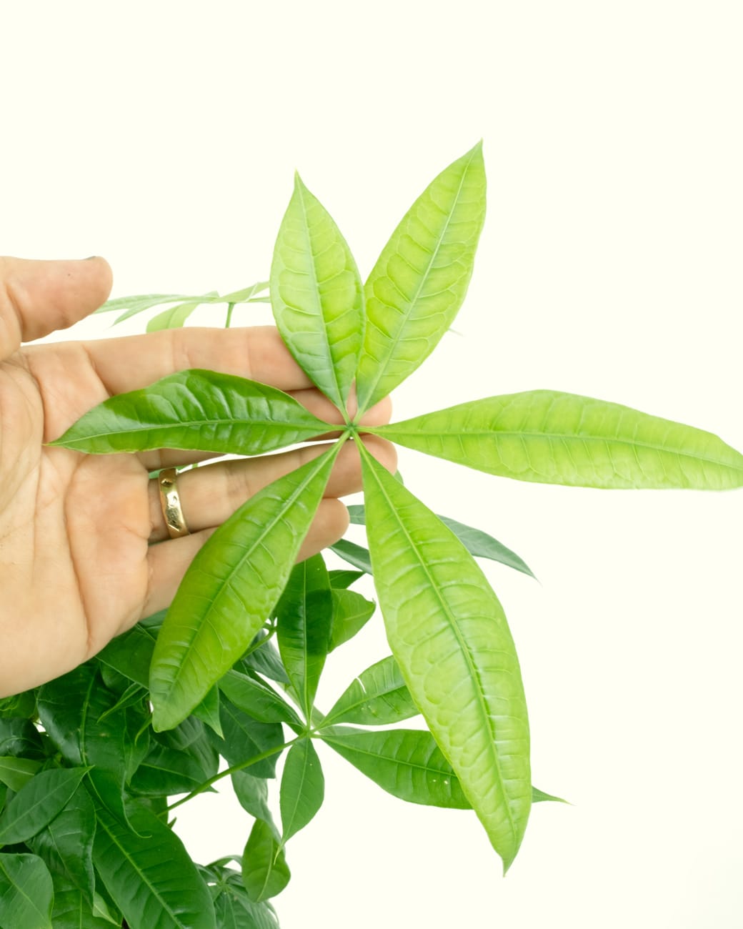 Pachira Aquatica "Money Tree'-4