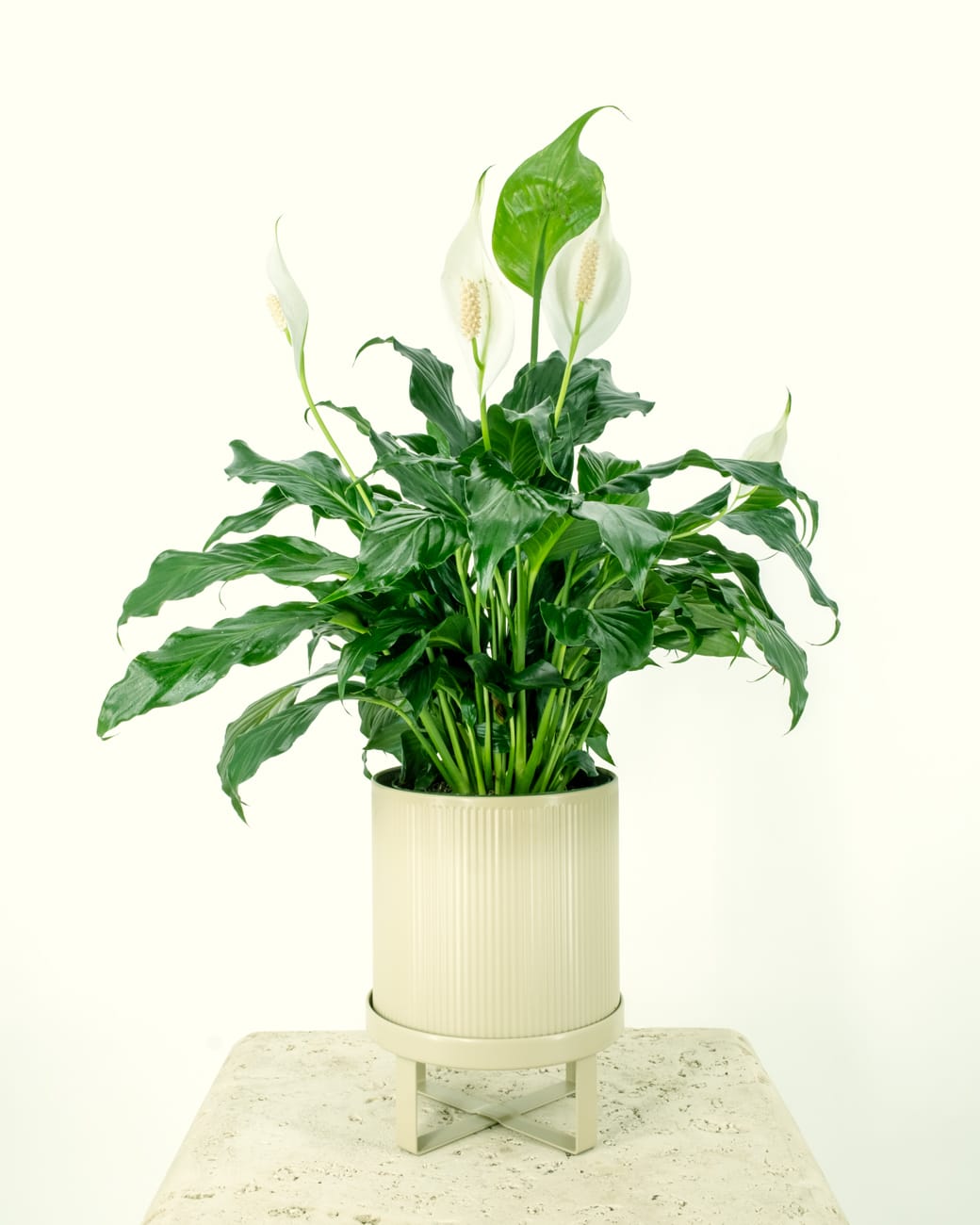 Spathiphyllum Wallisii 'Peace Lily'