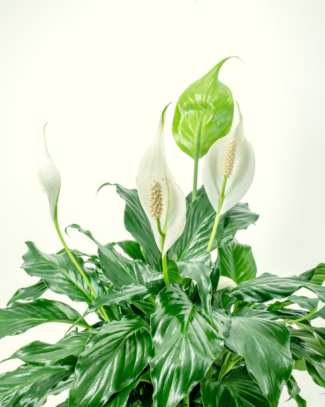 Spathiphyllum Wallisii 'Peace Lily'