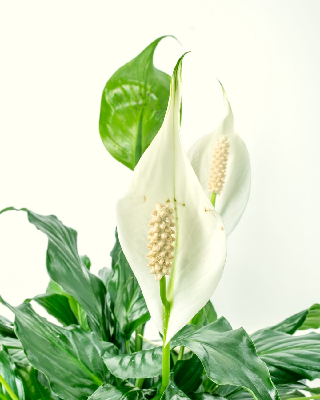 Spathiphyllum Wallisii 'Peace Lily'-3