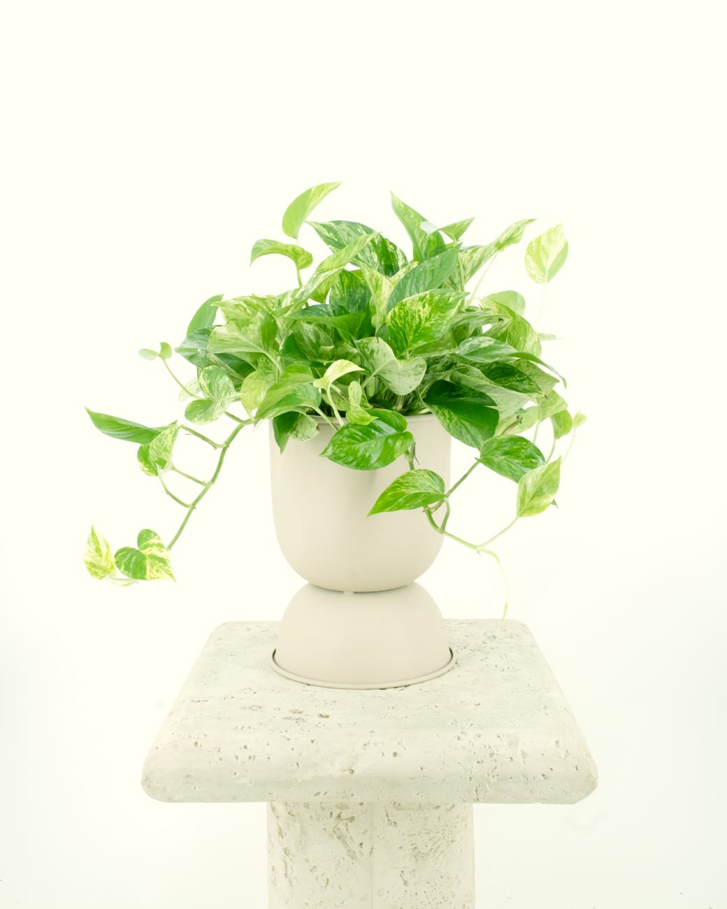 Epipremnum Aureum ‘Marble Queen Pothos’-3