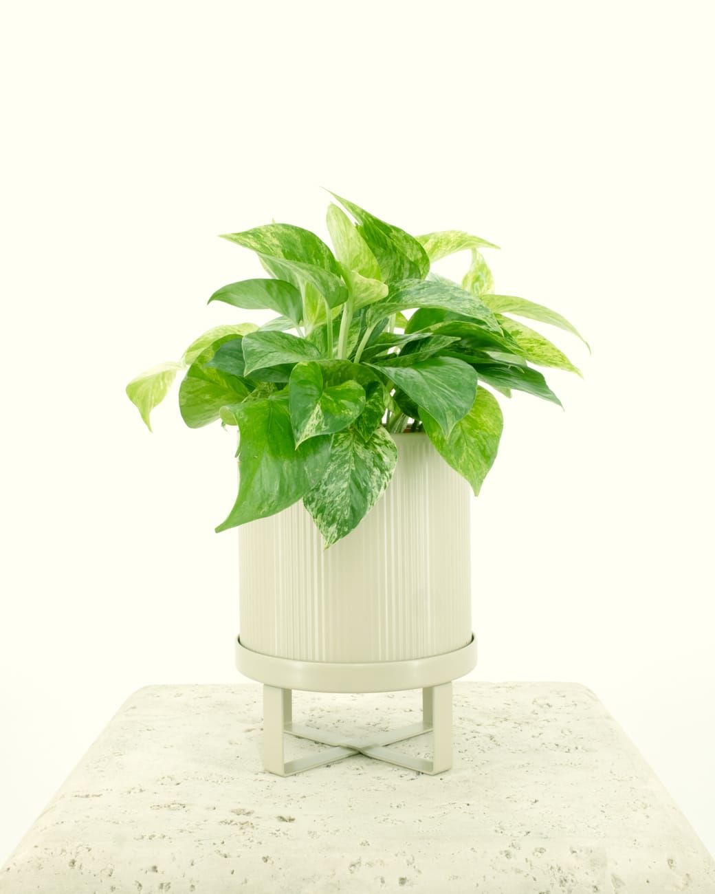 Epipremnum Aureum ‘Marble Queen Pothos’