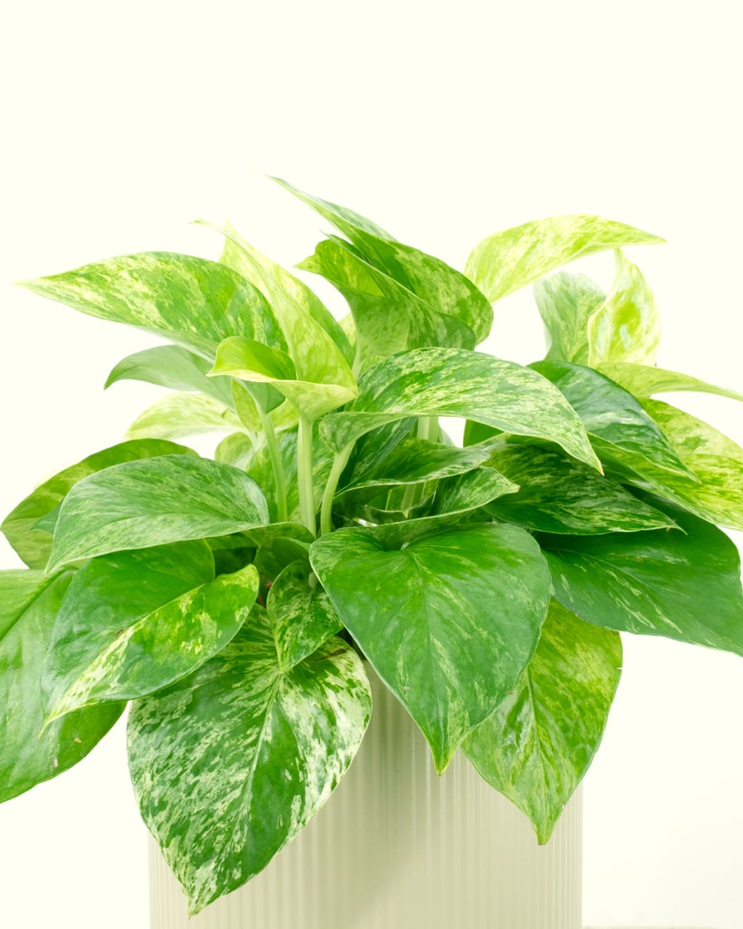 Epipremnum Aureum ‘Marble Queen Pothos’-4