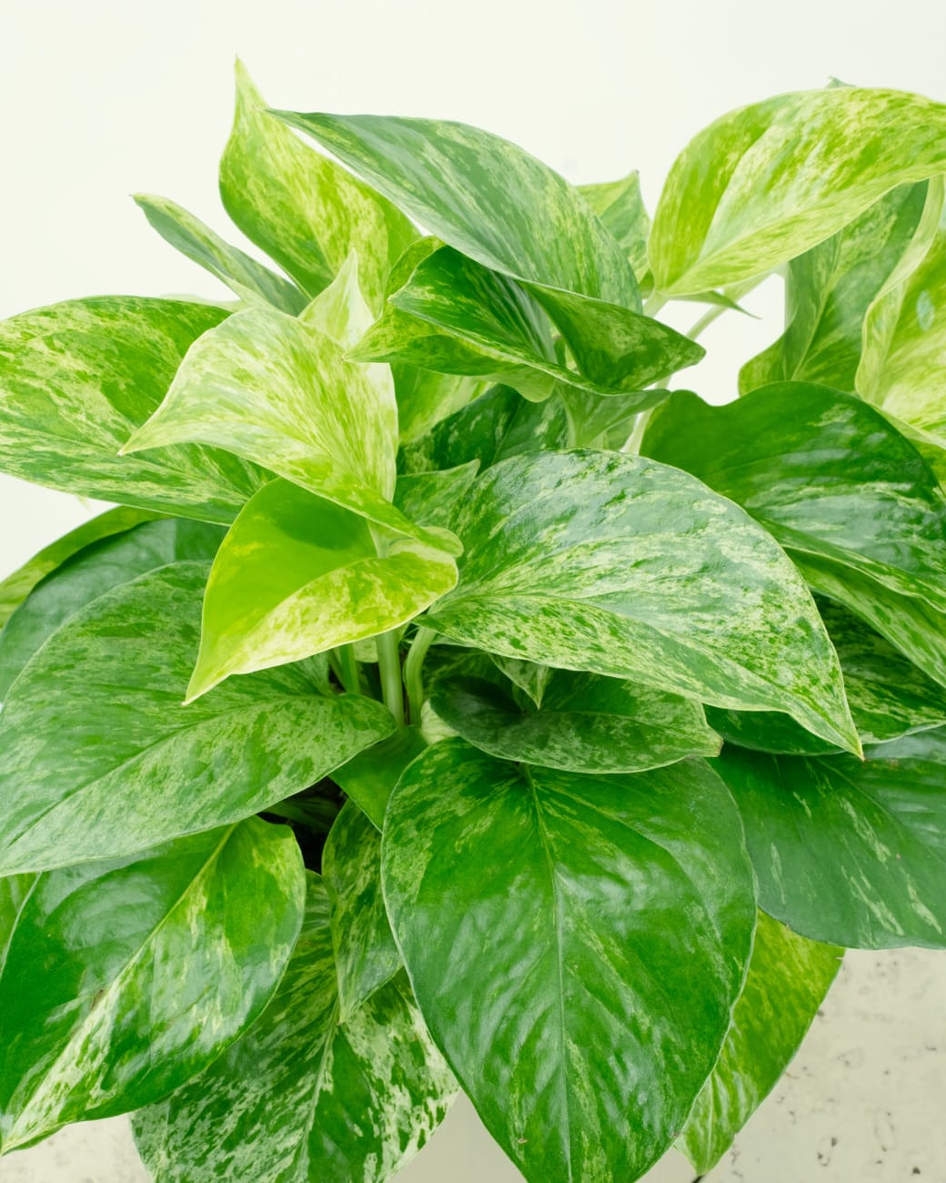 Epipremnum Aureum ‘Marble Queen Pothos’