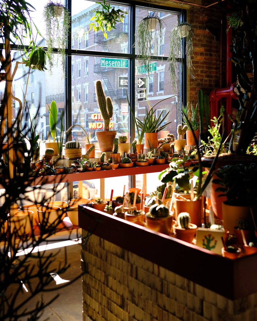Rare Plant Shop | Greenpoint Brooklyn | Tula House