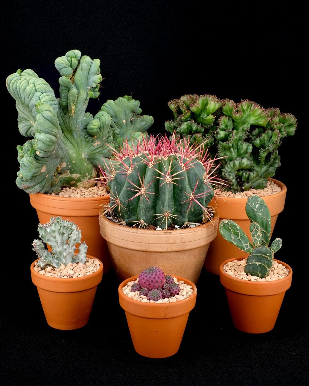 Standard Terra Cotta Planters