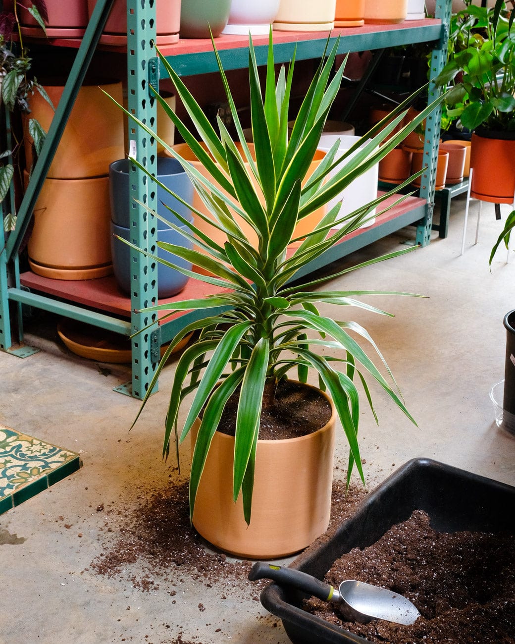 A yucca plant brought in for care after a search for plant repotting services near me