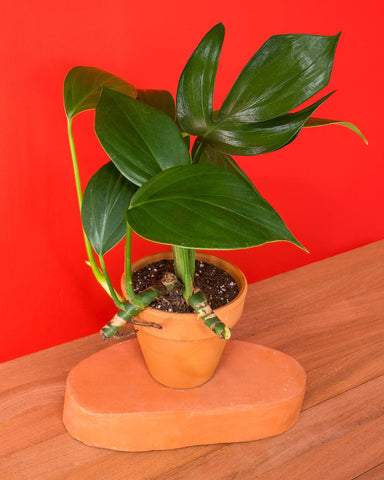 Rhaphidophora decursiva