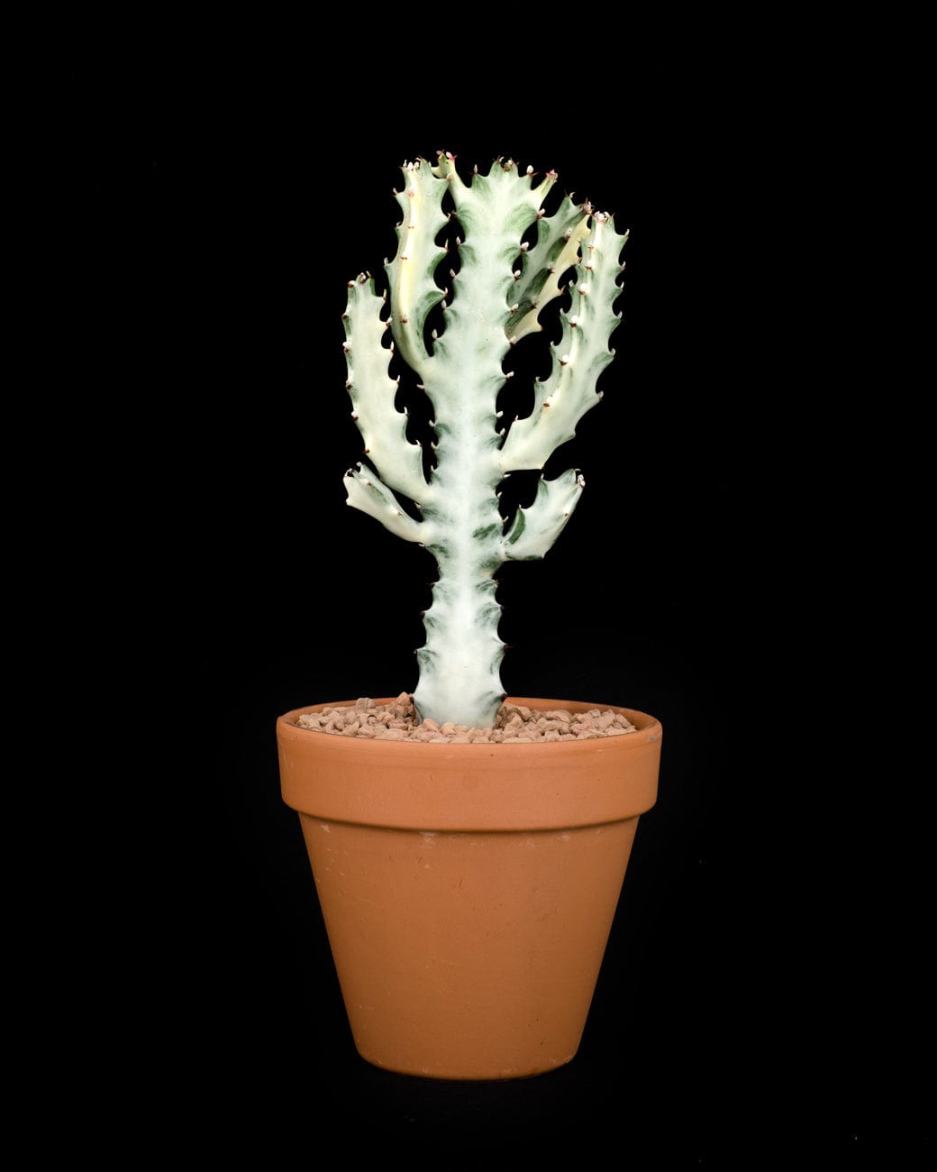 Tula House Euphorbia lactea 'White Ghost'