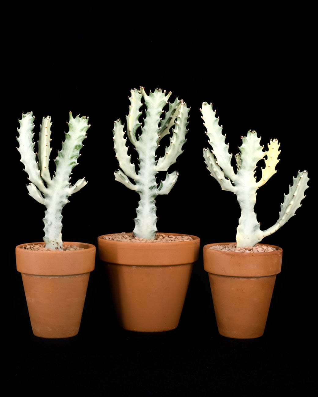 Euphorbia Lactea 'White Ghost'-6