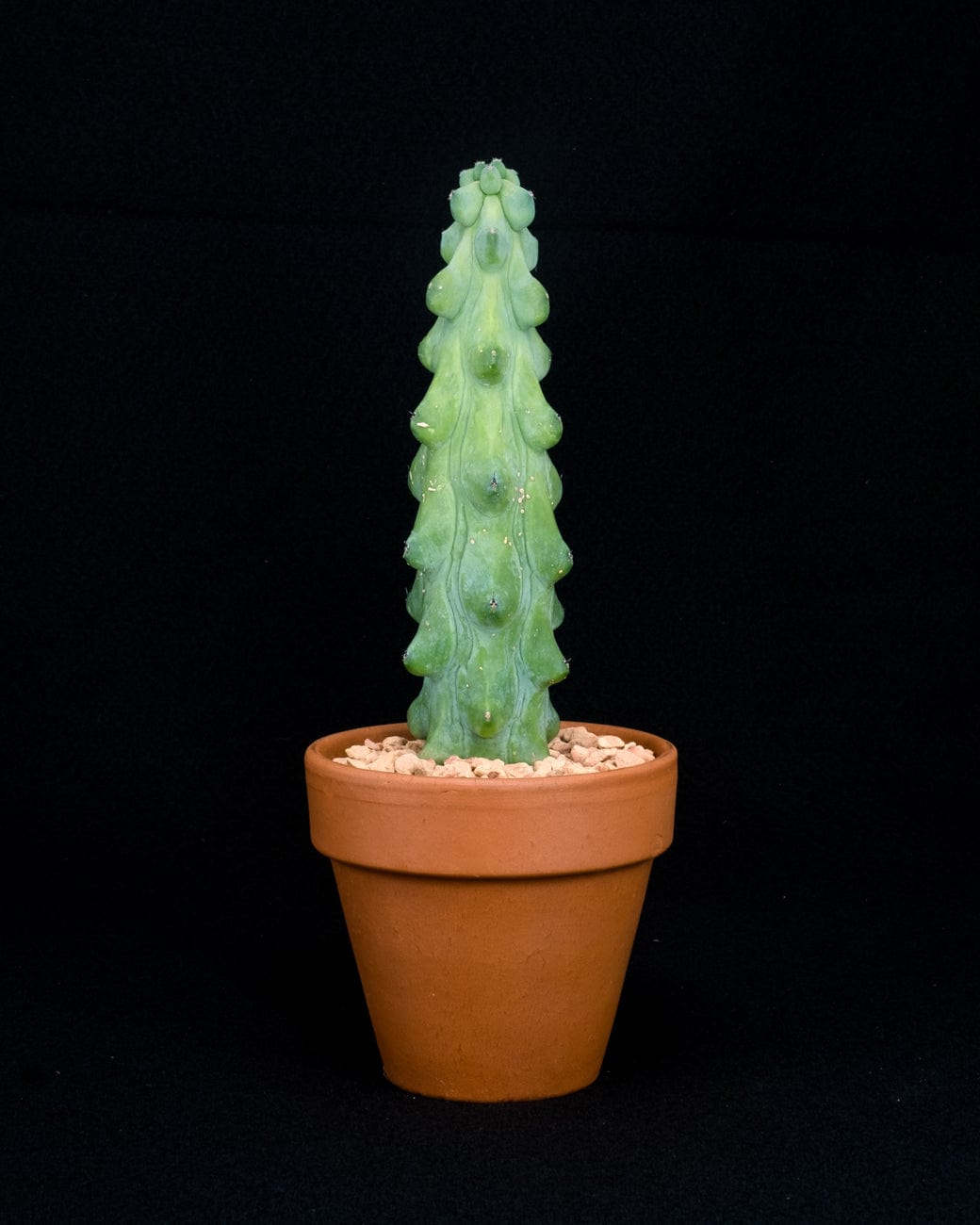 Myrtillocactus Geometrizans 'Fukurokuryuzinboku'