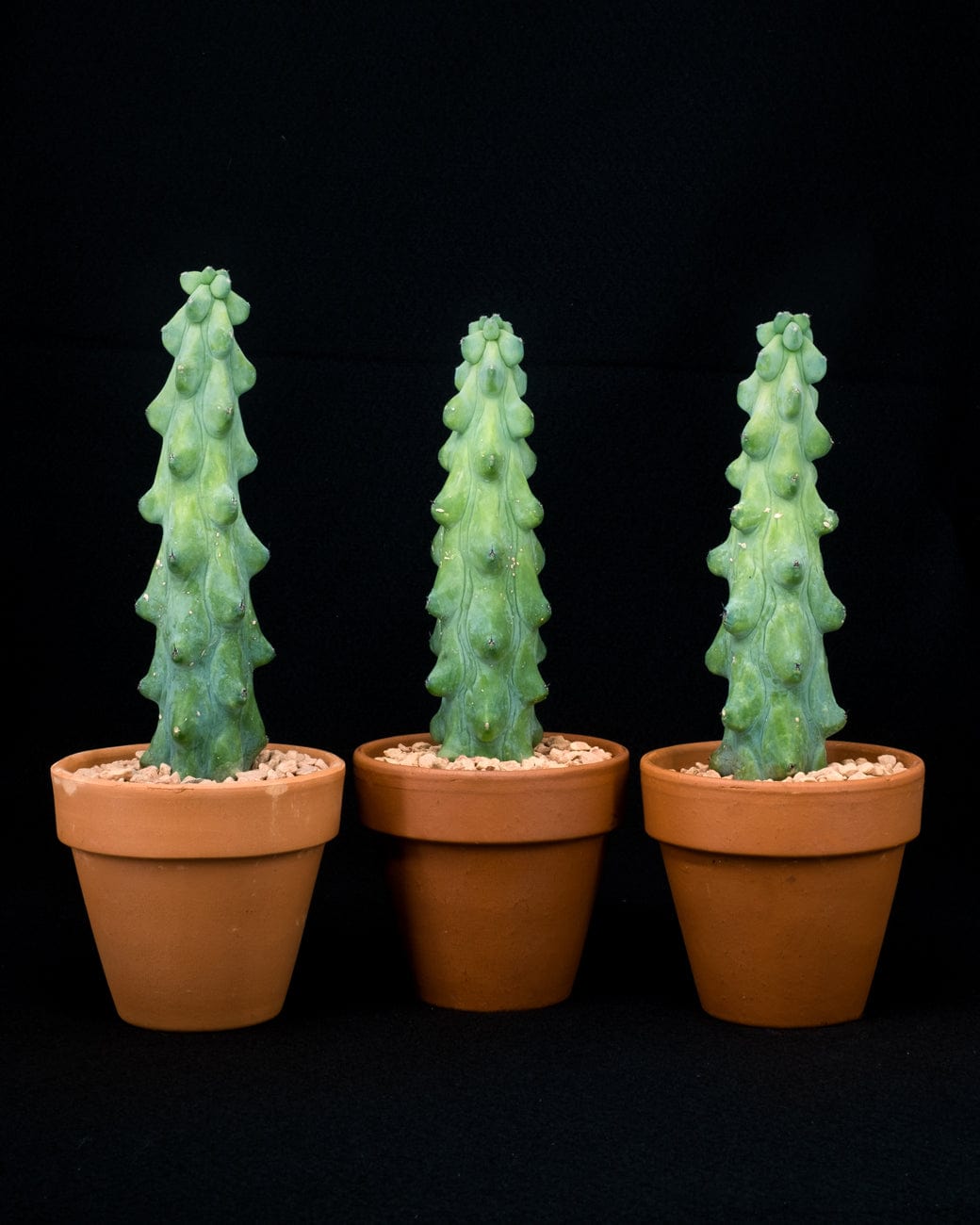 Myrtillocactus Geometrizans 'Fukurokuryuzinboku'-3