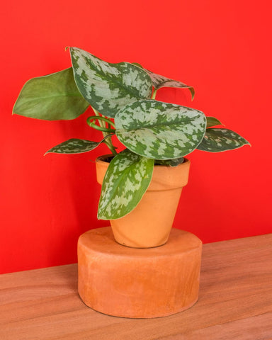 Scindapsus pictus 'Exotica'