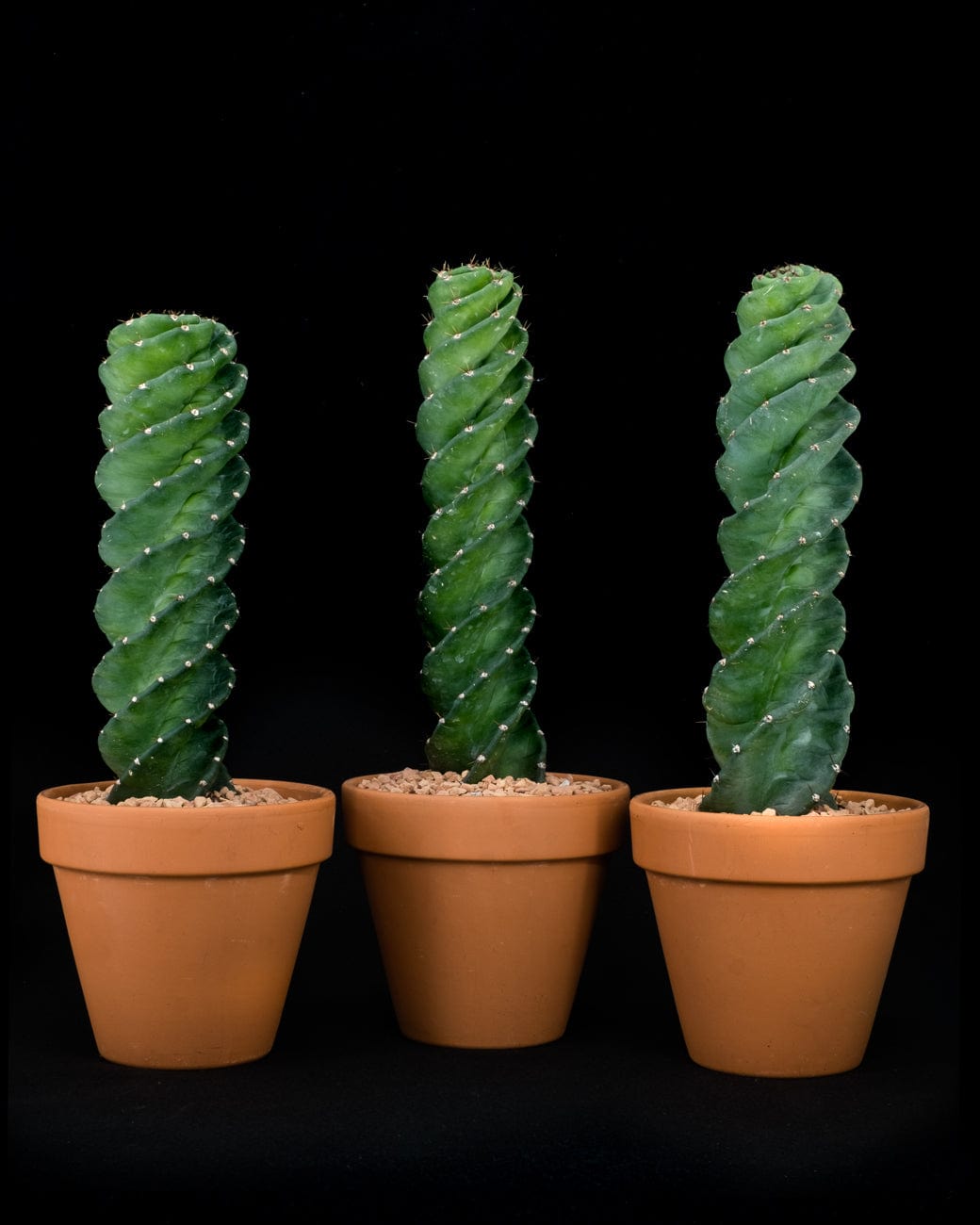 Tula House Cereus forbesii 'spiralis'