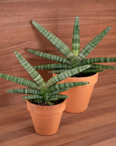 Sansevieria cylindrica 'boncel'