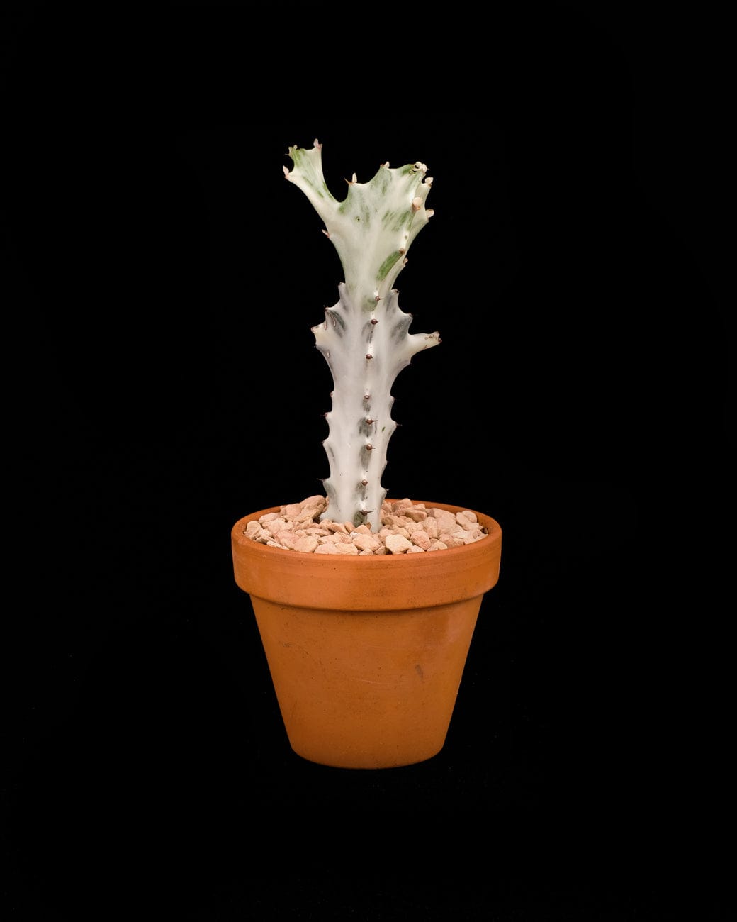 Tula House Euphorbia lactea 'White Ghost'