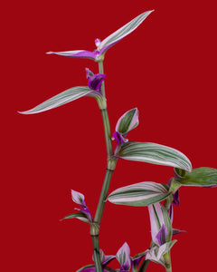 Tradescantia albiflora ‘Nanouk’