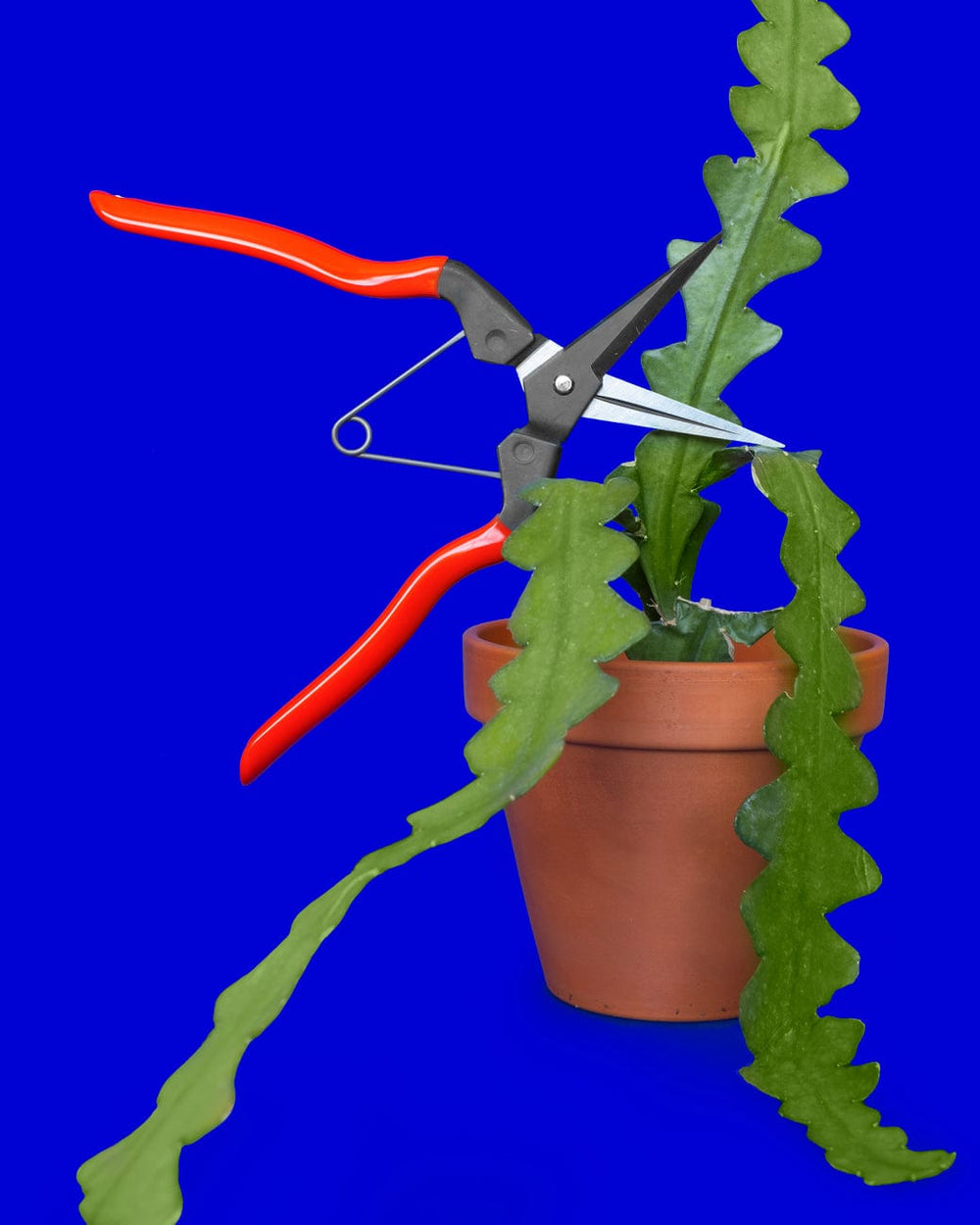 Niwaki Garden Snips