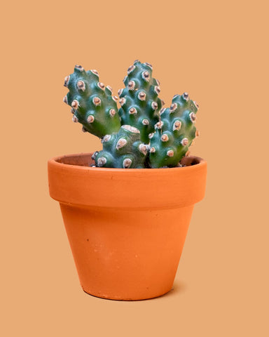 Tephrocactus molinensis